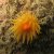 Jean-Yves_Crog. - 110815_Pors-Kamor